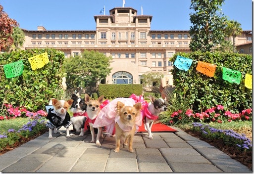 Hotel Review:  Langham Huntington Pasadena Hotel (Dog Friendly)