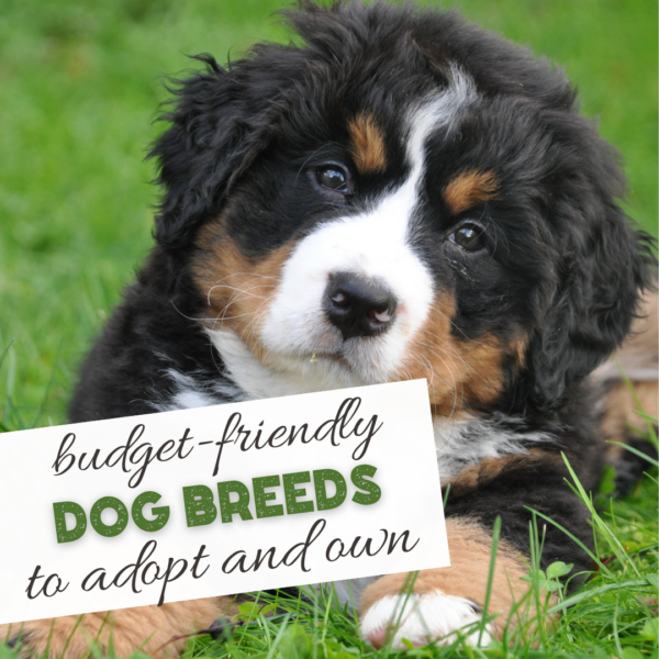 A fluffy Bernese Mountain Dog puppy lies on green grass, showcasing a perfect choice for those seeking budget-friendly dog breeds. Dog owners know the joy and companionship these lovable creatures bring to any home.