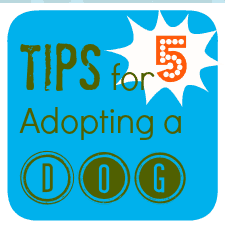 Blue square featuring 5 Practical Tips for Adopting a Dog. The word Tips is green, 5 in white with orange dots inside a white starburst, and Adopting a Dog in green with DOG encased in round green circles at the bottom.