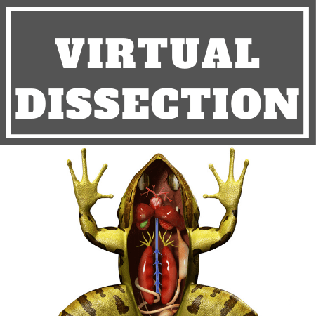 Virtual Dissection and Labs for Homeschoolers